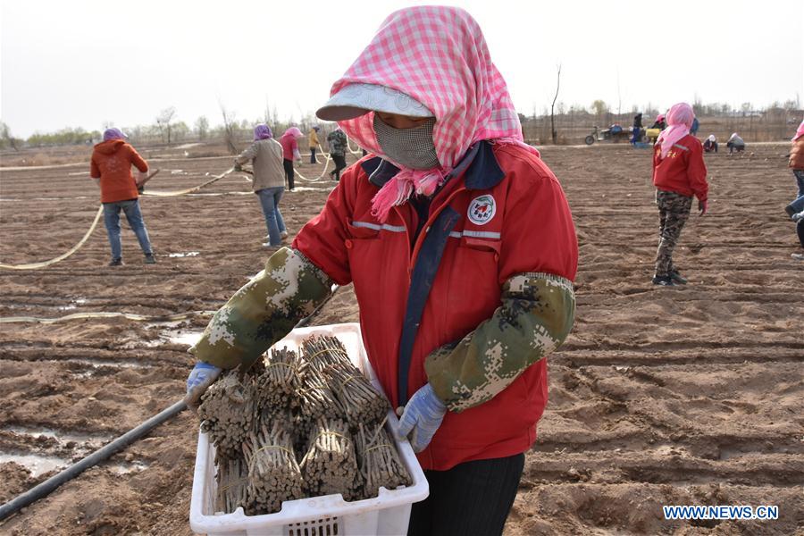 CHINA-NINGXIA-ZHONGWEI-CHINESE WOLFBERRY-SPRING PLOUGHING (CN)