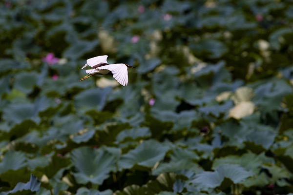 Xuanwu Lake, Nanjing