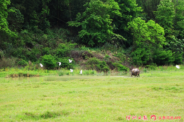 Meadow scenery attracts public to spring outing