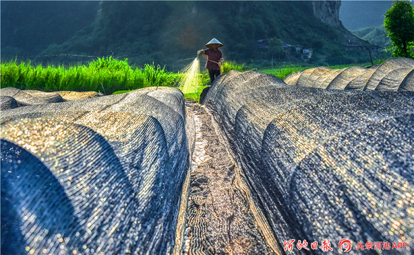 Spring plowing in Yizhou creates a poetic picture