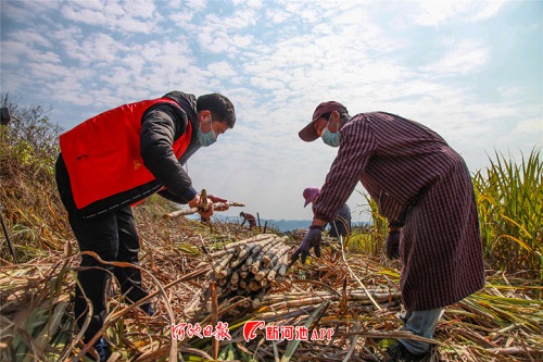 Spring plowing in full swing in Huanjiang