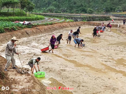 Lotus project to be a new tourism highlight in Jinchengjiang