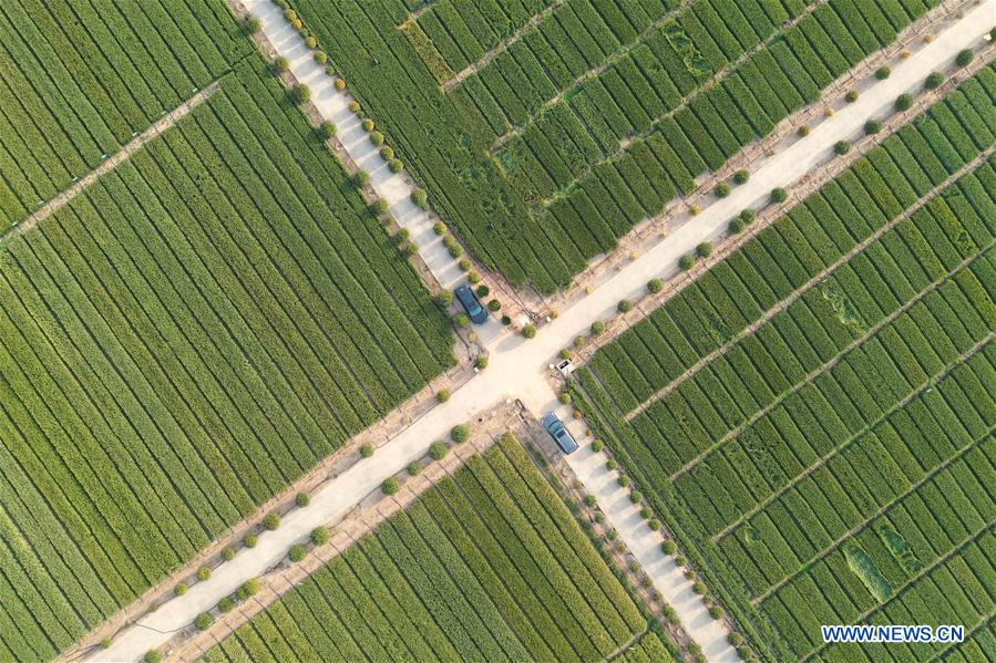 CHINA-HENAN-WHEAT FIELD (CN)