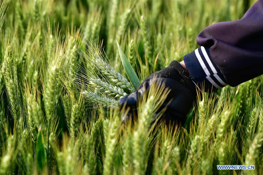 CHINA-HENAN-WHEAT FIELD (CN)