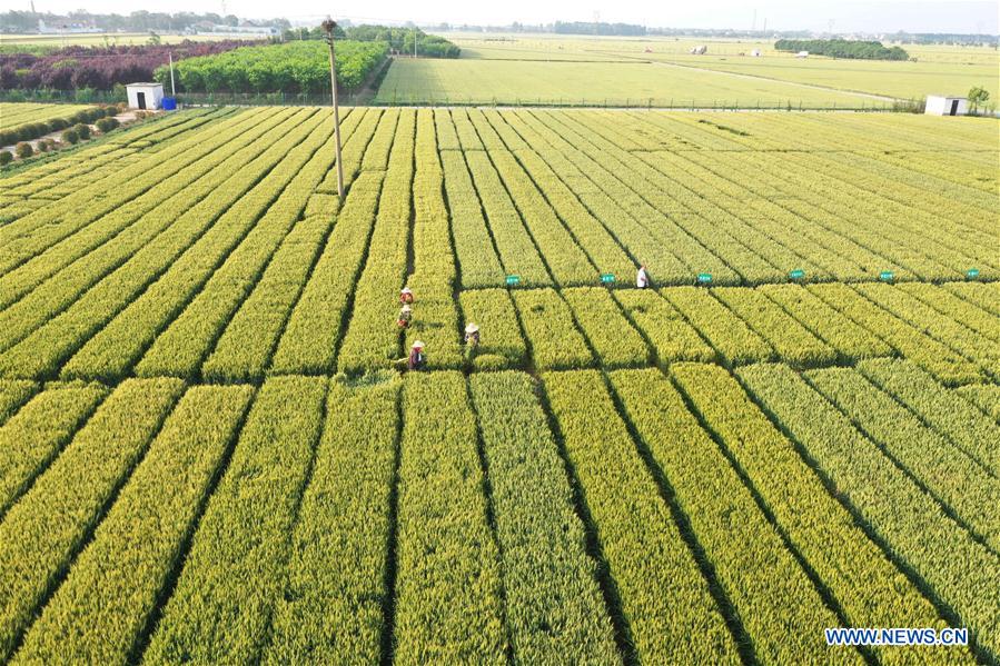 CHINA-HENAN-WHEAT FIELD (CN)