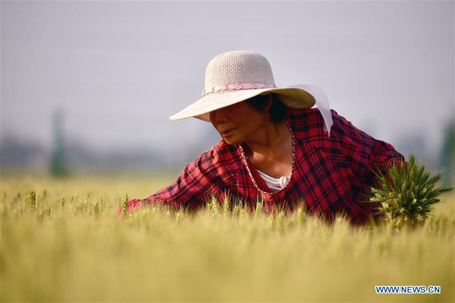 CHINA-HENAN-WHEAT FIELD (CN)