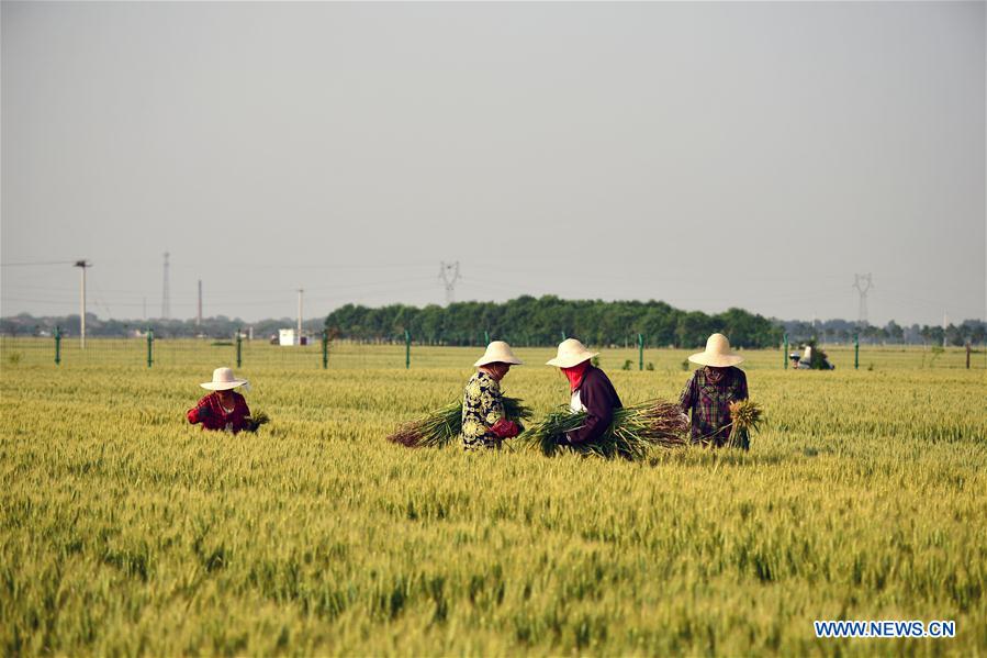 CHINA-HENAN-WHEAT FIELD (CN)