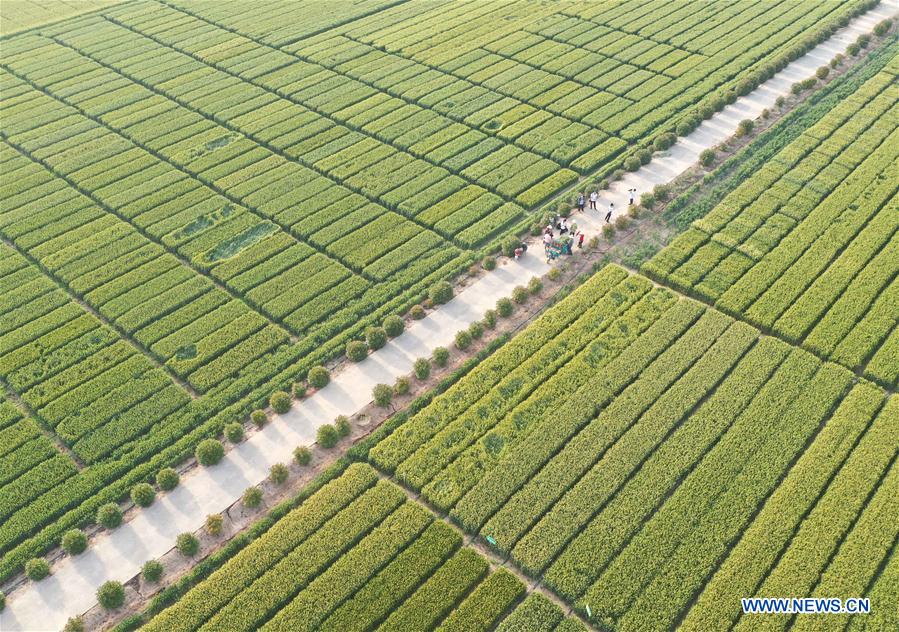 CHINA-HENAN-WHEAT FIELD (CN)