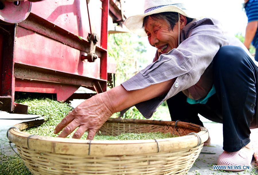 CHINA-HENAN-PASTA-PRODUCTION (CN)