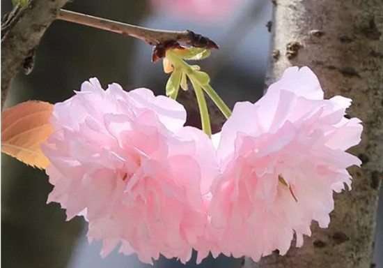 Admiring blooming cherry blossoms in Hechi