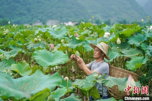 Lotus planting helps poverty alleviation in Hechi