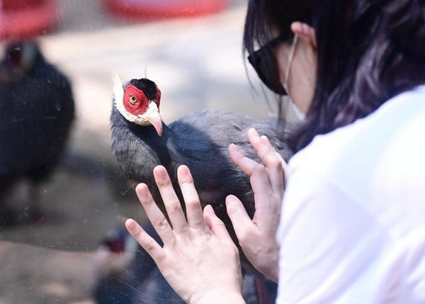 Shenyang Bird Island offers a host of new attractions