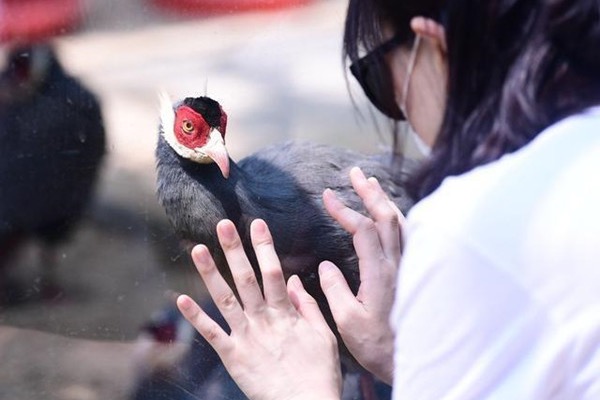 Shenyang Bird Island offers a host of new attractions