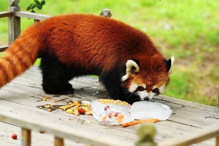 Animals kept cool by Qingdao zookeepers