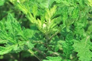 Mugwort, mushrooms offer cure for poor in Hubei