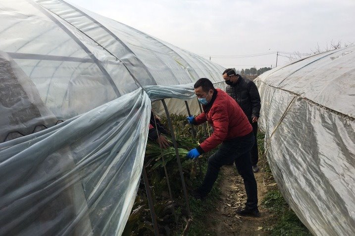 Wuhan vegetable marketer honored by UN