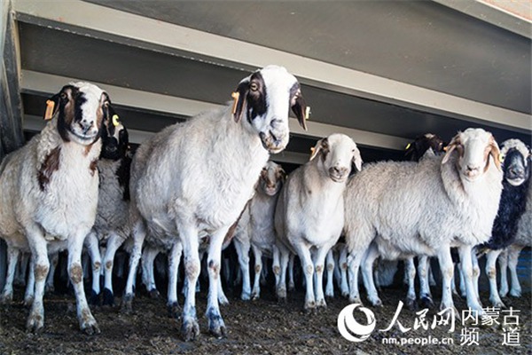 Sheep donated by Mongolia arrive at N China port