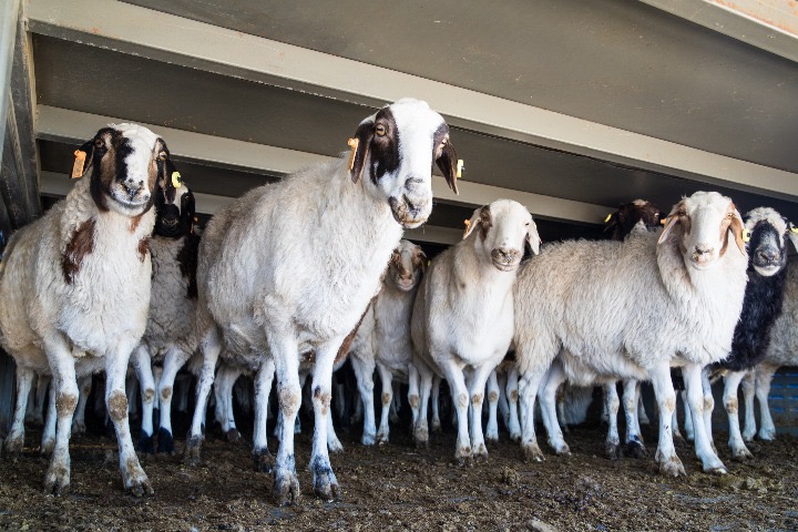 First batch of Mongolia's donated sheep lands in China