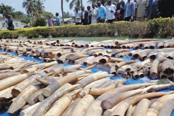 Shanghai customs files case on ivory, yellow sandalwood smuggling