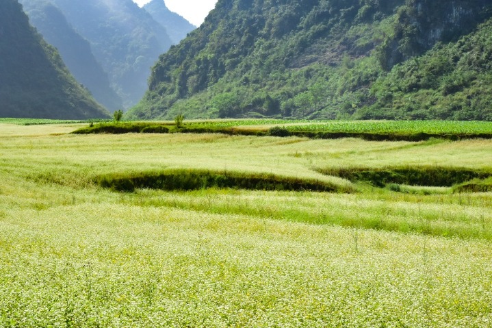 Buckwheat sparkles in Guangxi’s Gengwang Lake