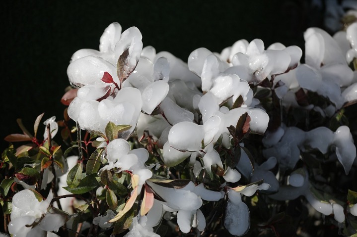 Crystalline plants ‘flourish’ in Rizhao, Shandong province