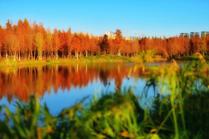 Colorful wetland park adds a special something to Kunming in winter