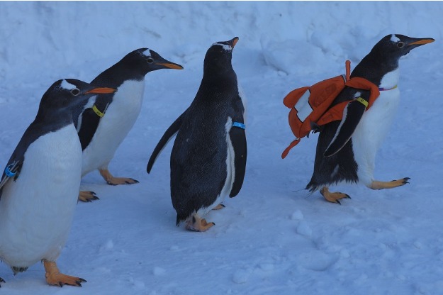 Penguins ‘enjoy’ violin concert in Harbin