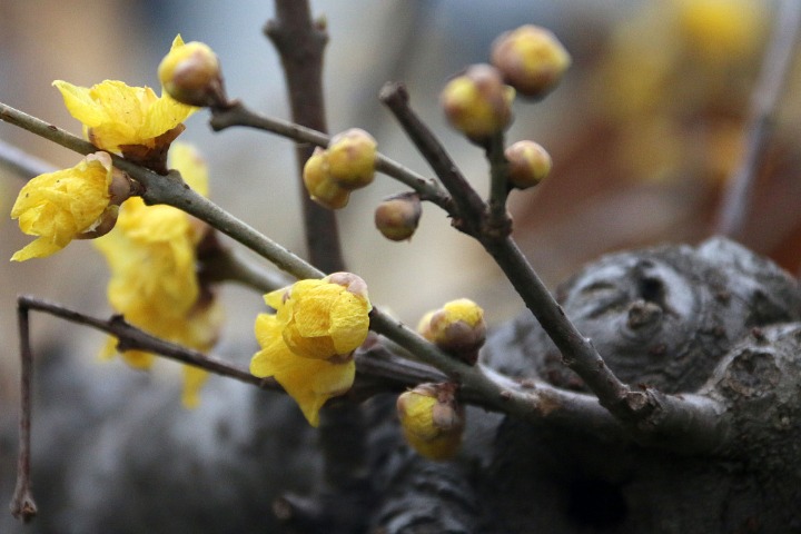 Wintersweets add color and scent to winter in Nanjing