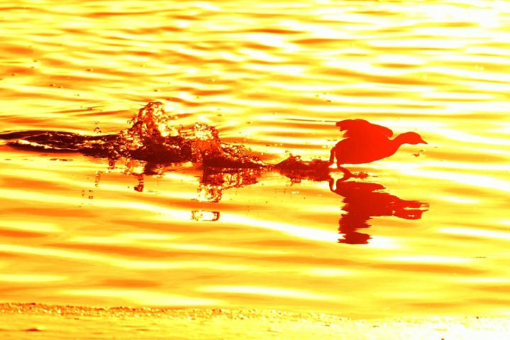 Migrant birds nestle in mudflats in Qingdao