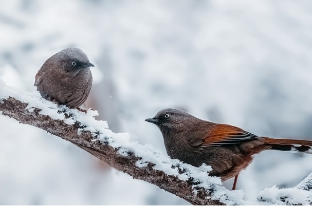 New year’s first snow greets 5A scenic spot in Chongqing