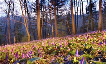 Longwanqun National Forest Park