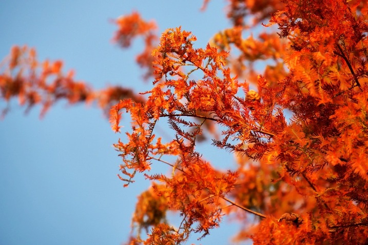 Precious trees make up special winter views in South China