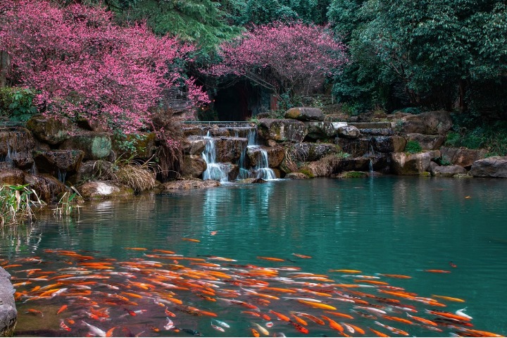 Plum blossoms bloom in E China's scenic spot