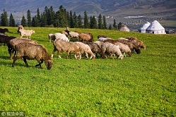 Nalati Grassland (Nalati Prairie), Ili Kazak autonomous prefecture