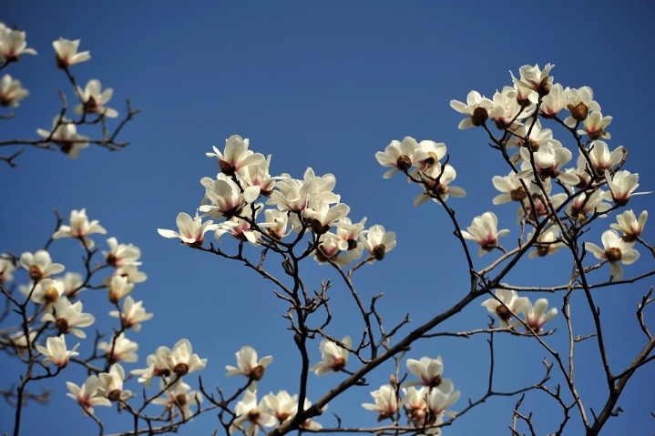 Messengers of spring ‘debut’ in E China’s Zhejiang