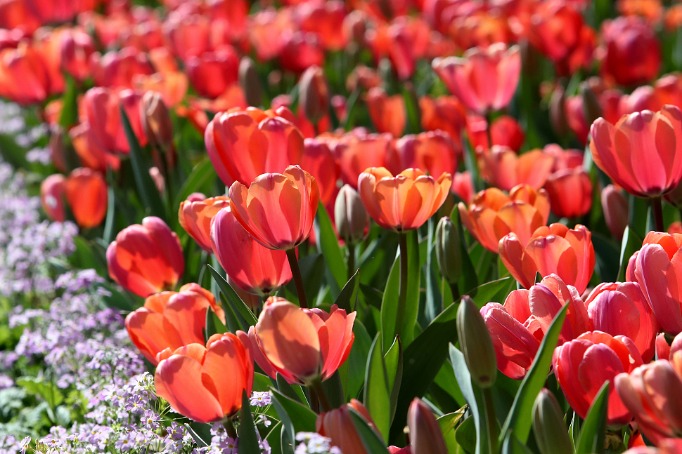 Tulips bloom in SW China's Yunnan