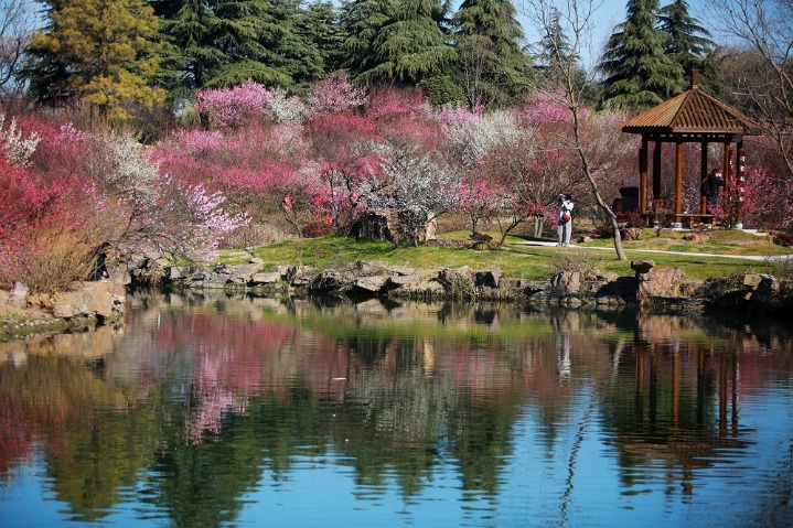 Plum blossoms entice people to feel touch of spring in Yangzhou