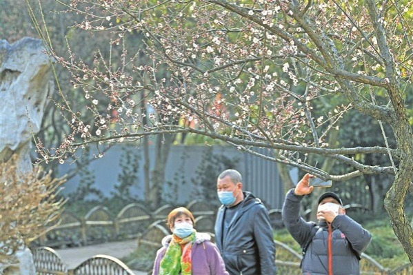 Plum blossoms festival opens in Wuxi