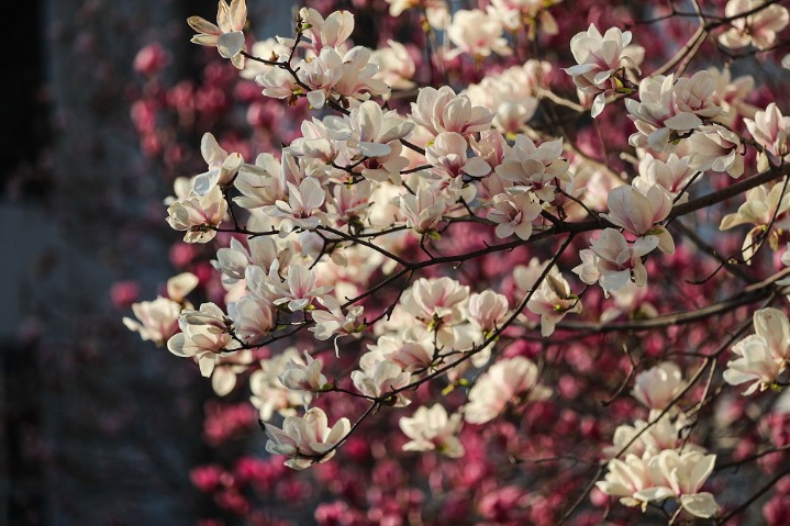 Floral spring in Jiangxi is perfect for photos