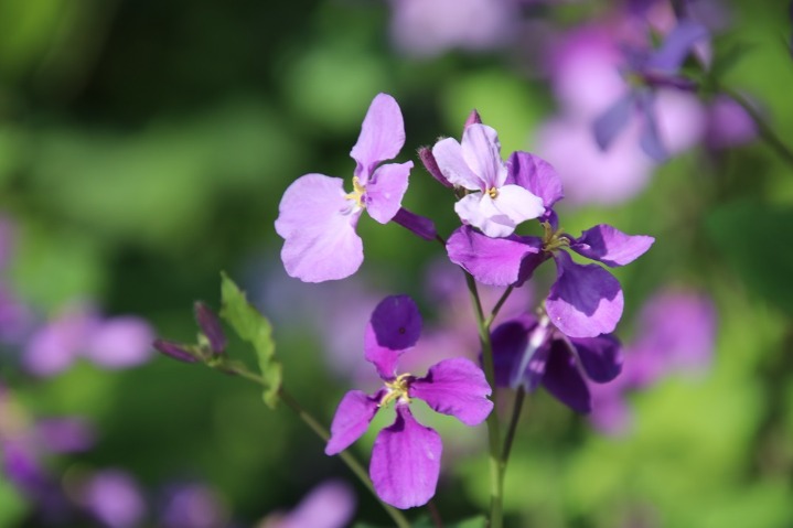 Wildflowers flourish at botanical garden in Nanjing