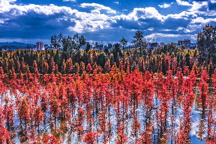 11 beautiful dawn redwood forests in China