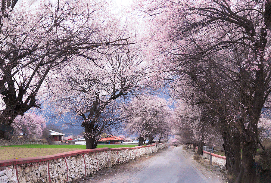 Peach blossoms in Tibet beckon tourists