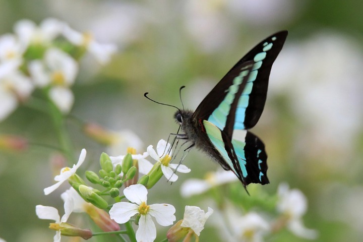 Butterflies ‘dance’ around flowers in Liuzhou