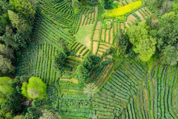 Tea garden shines with green