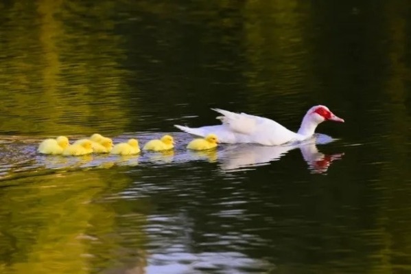 Dalian University of Foreign Languages has come to life with cute animals!