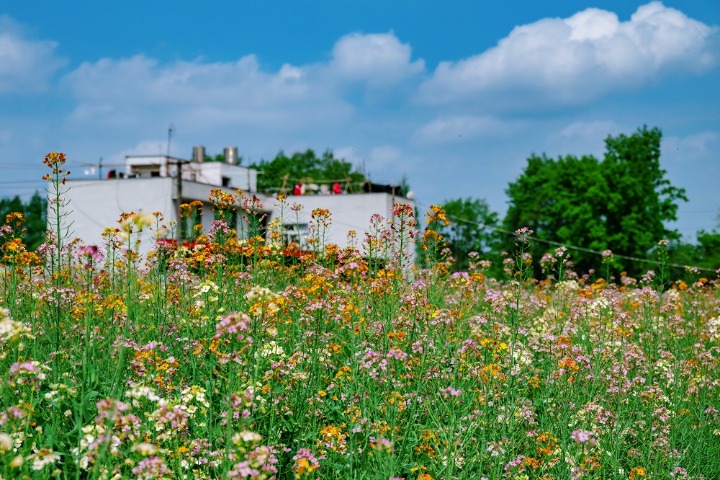 Colorful flowers compose charming spring symphony