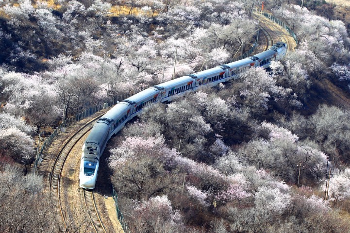 Beijing launches 'flower appreciation areas' for visitors