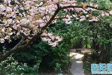 Cherry blossom festival opens at Guiyang botanical garden