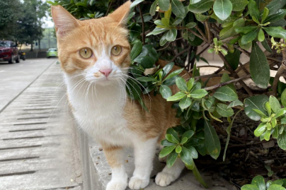 Animals make their homes at Central China Normal University