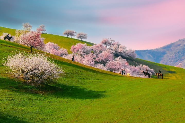 Apricot blossoms in full bloom in Ili